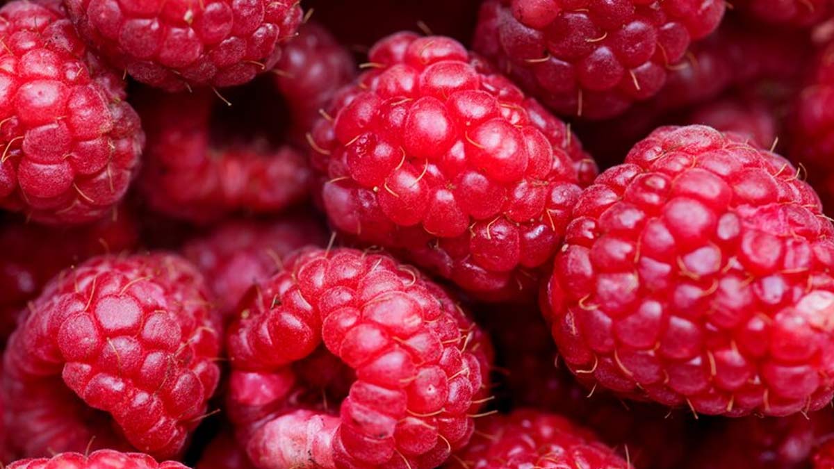 Exploring Health Benefits of Raspberries: Here are 7 Reasons Why You Should Include It In Your Diet